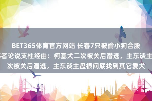 BET365体育官方网站 长春7只被偷小狗合股隐迹17公里回家，志愿者论说支柱经由：柯基犬二次被关后潜逃，主东谈主盘根问底找到其它爱犬
