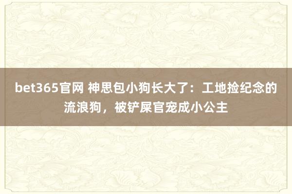 bet365官网 神思包小狗长大了：工地捡纪念的流浪狗，被铲屎官宠成小公主