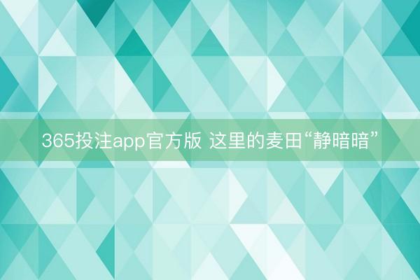 365投注app官方版 这里的麦田“静暗暗”
